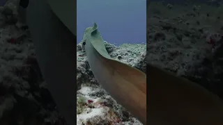 Giant Moray Eel Exist!