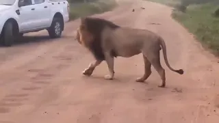 Splitnose Gomondwane Male Lion this morning | Kruger | 27 April 2024