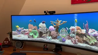 The latest Marine Aquarium screensaver (version 3 updated) running on my Ultrawide