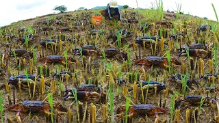 Wow wow wow collect five amazing videos catching crabs along rice at field after big raining