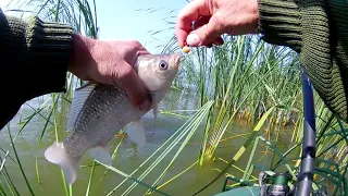 Летняя мормышка на карпа .Ловим в любую погоду. Часть первая