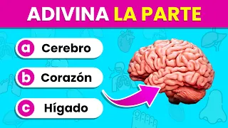 Identifica las PARTES y ÓRGANOS del Cuerpo por la IMAGEN 🫁🤔✅ | Test del Cuerpo Humano🧍‍♂️🧍‍♀️