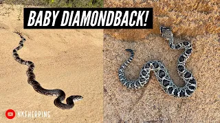 Stunning Pine Snake and Baby Eastern Diamondback Rattlesnake! Insane Fall Roadcruising in Georgia!