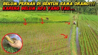 JANGAN BILANG SIAPA-SIAPA KALO DI SINI ‼️ BANYAK BELUT BABON NYA