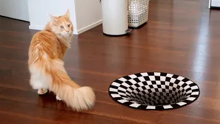 Maine Coon Cats vs Indoor Sinkhole (Can Our Cats See Optical Illusion)?