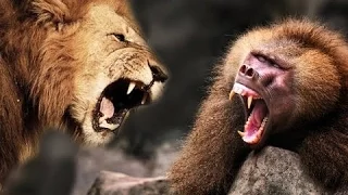 Lion Kill a Baboon #HD
