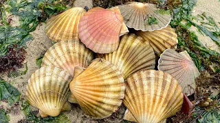 Coastal Foraging - Scallops, Crabs, Clams and Sea Creatures - Beach Cooking Scallops on an open fire