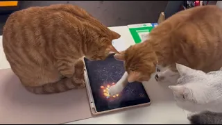 Games for Cats