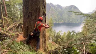 Attempting to smash down a dangerous tree | heli-logging
