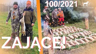 SUDECKA OSTOJA 100/2021 Driven Hare Hunting in Poland