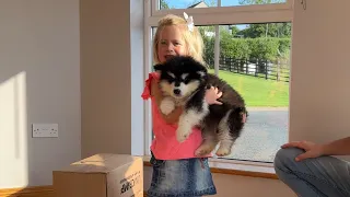 Adorable Little Girl Meets Malamute Puppy For The First Time! (Cutest Ever!!)