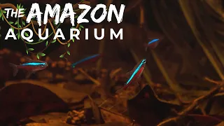 The Amazon Aquarium: Amazing Budget Friendly Aquascape Tutorial
