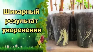 ЭТО НАДО ВИДЕТЬ!!! НОВЫЙ СПОСОБ УКОРЕНЕНИЯ ВИНОГРАДА ПОШАГОВО!