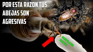 👉 PORQUE MIS ABEJAS SON MUY AGRESIVAS | 👋#apicultura🐝