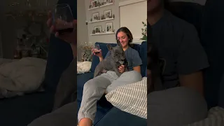 Dog Demands Attention While Sitting on Owner's Lap