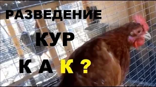 Разведение кур от А до Я за 20 минут - кормление, содержание, размножение кур.