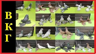 ГОЛУБИ АДМИНИСТРАТОРА КАНАЛА l Admin Pigeons Collection
