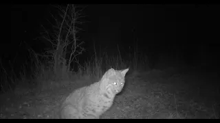 Bobcat Stalking at Night