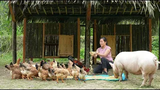 Build Chicken and Duck Coops - Build and Improve Lives/ Living Alone in the Mountains, Part 2