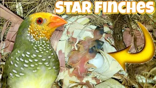 Star Finches ( Neochmia ruficauda ) day by day in the nest | Birds Mating