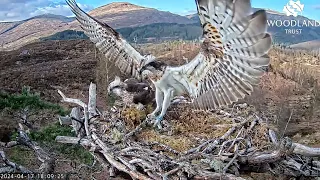 Garry brings a branch and he & Affric work on Loch Arkaig Osprey Nest One together 17 Apr 2024