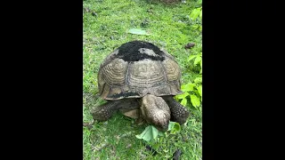 Feeding a very hungry pet tortoise some healthy food.