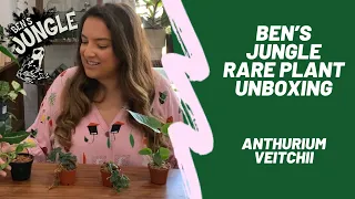 Rare plant unboxing | Anthurium Veitchii | Ben's Jungle