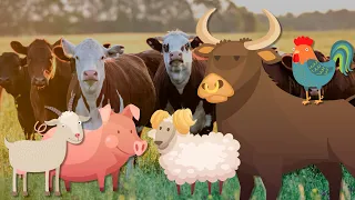 Farm animal sounds: bull, horse, chicken, pig, goat, dog, cow..Animal Moments