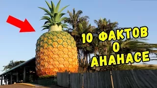 10 НЕОБЫЧНЫХ ФАКТОВ ОБ АНАНАСЕ