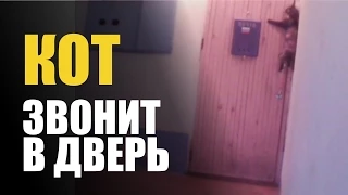 Кошка КОТ ЗВОНИТ в звонок | приколы и коты