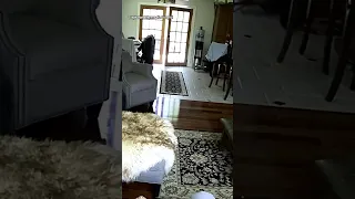 Bear sneaks into house, family dog chases it away #shorts