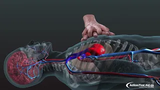 CPR in Action | A 3D look inside the body