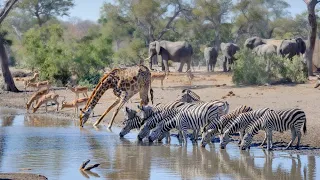 Animais selvagens em seu habitat natural | Natureza Animal AO VIVO