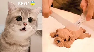 Funniest Animals - Best Of The 2021 Funny Animal Videos #57