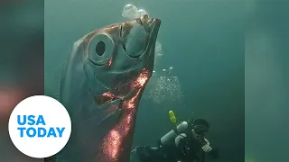 Divers encounter weird, reflective silver fish | USA TODAY