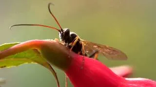 Parasitic wasp protective mimicry