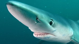 Blue Shark Adventure | JONATHAN BIRD'S BLUE WORLD