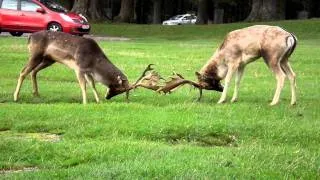 deer fight  in Dublin Phoenix park