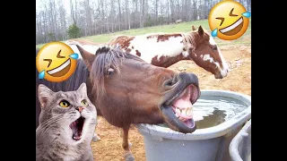 FUNNY VIDEOS 2023 - Funniest Cats and Dogs 😹🐶#49 #dog #funnyanimals #funnydogs #pets #2023 #cute