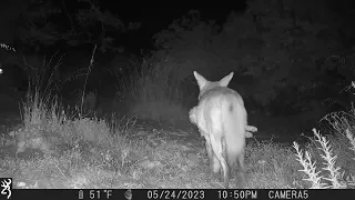 A Cat and a Coyote