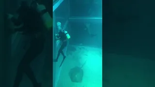 【！！！】水族館員がサメに○○○れる瞬間