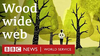 How trees secretly talk to each other - BBC World Service