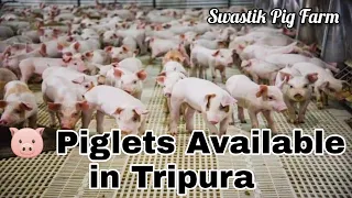 Piglets Available in Tripura | Swastik Pig Farm 🐖 | Large White Yorkshire | Booking Open
