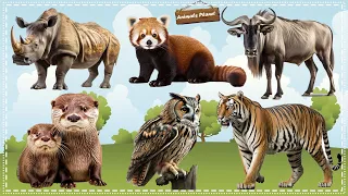 Familiar Animals Life: Tiger, Otter, Owl, Red Panda, Gnu, Rhinoceros