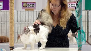 CFA International Show 2019 - Maine Coon Kitten Class Judging