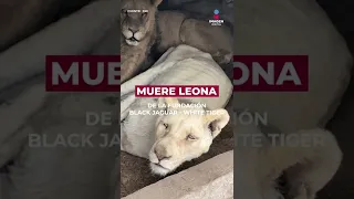 Muere leona de la Fundación Black Jaguar -White Tiger