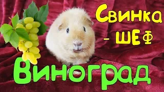 🍴 Свинка-шеф  🍇ВИНОГРАД🍇