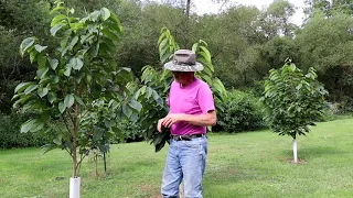 Pawpaws and grafting ideas