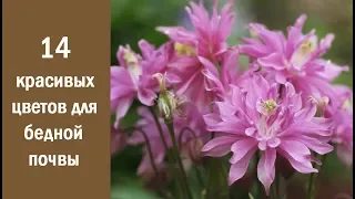 ❀ 14 красивых и неприхотливых цветов для бедной почвы