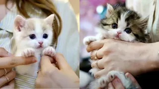 OMG SO CUTE! 😍😳 Cutest Cats Videos Compilation #91 Best Funny Cute Cat Videos (Must See)